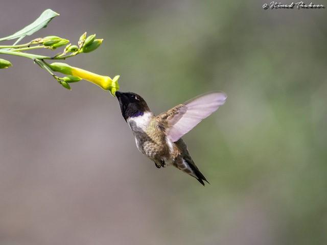 Pollination Image