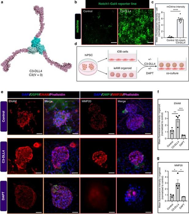 AI-designed Notch activator C3-DLL4 induces ameloblast maturation.