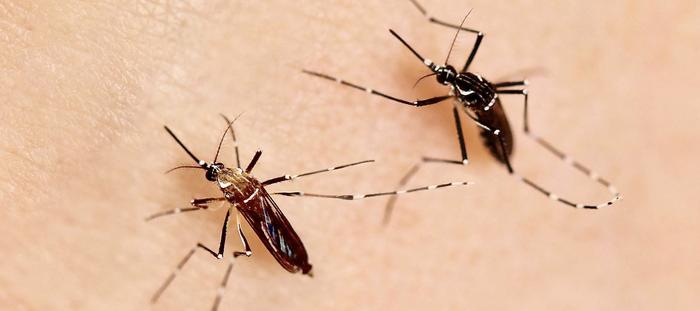 Aedes aegypti mousquito
