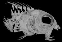 Meiacanthus grammistes skull