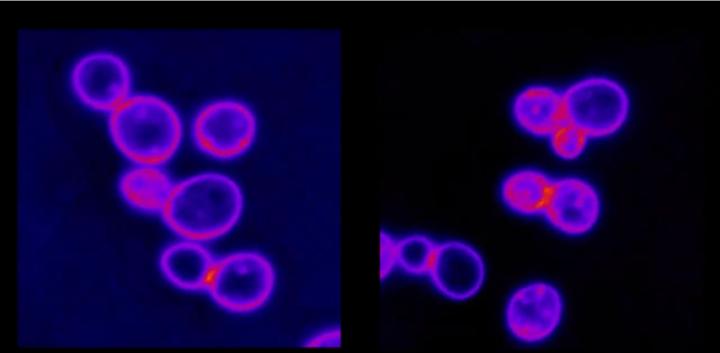 Aneuploid Yeast Cells
