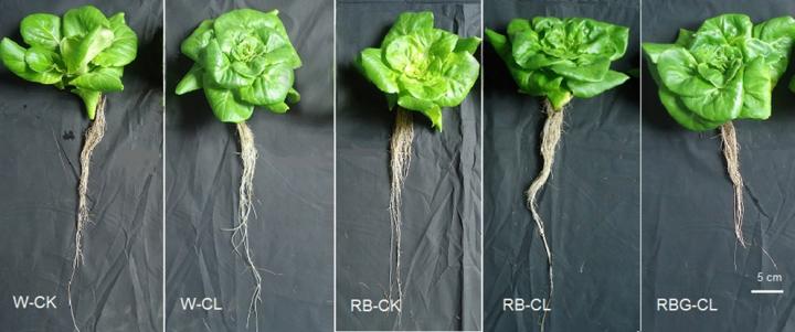 LED Treatments Enhance Lettuce Phytochemicals, Antioxidants