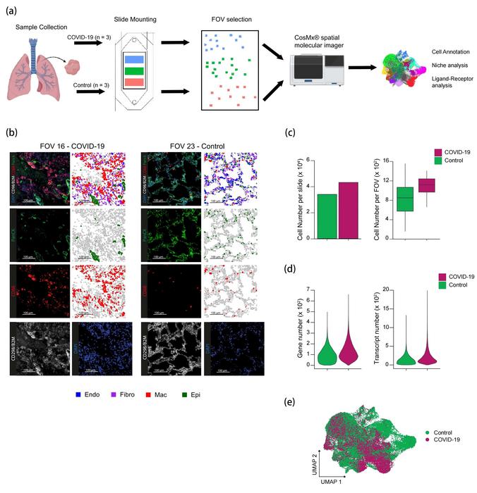 Overview of the experimental workflow, cell segmentation and QC metrics.