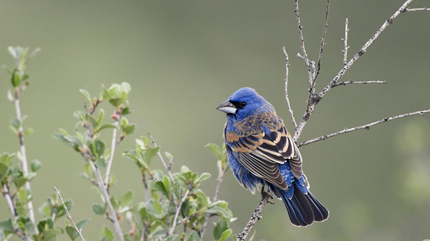 Blue Grosbeak
