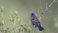 Blue Grosbeak