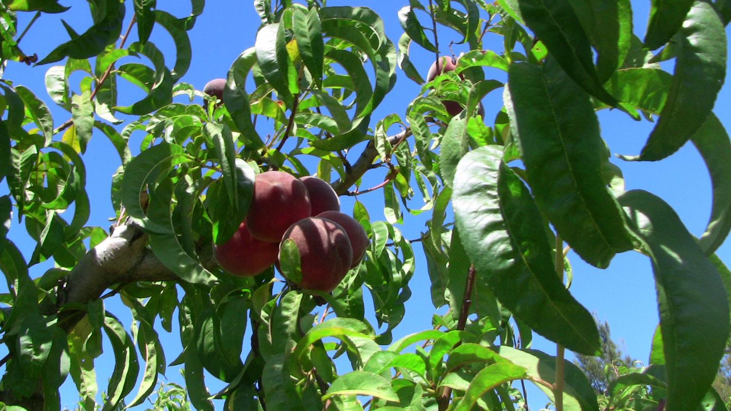 Peach Tree