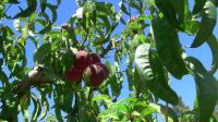 Peach Tree