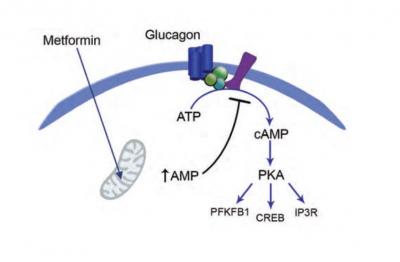 Metformin Works in Different Way than Previously Thought