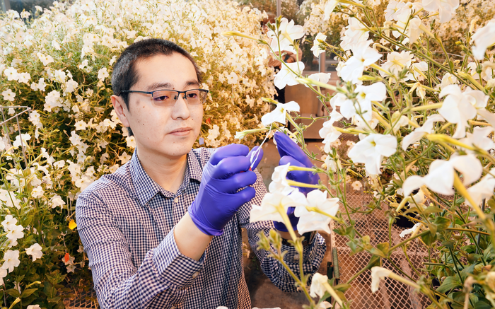 Tagging petunias for volatiles extraction