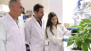 Is organic farming the solution to enhance natural drought resilience in crops?