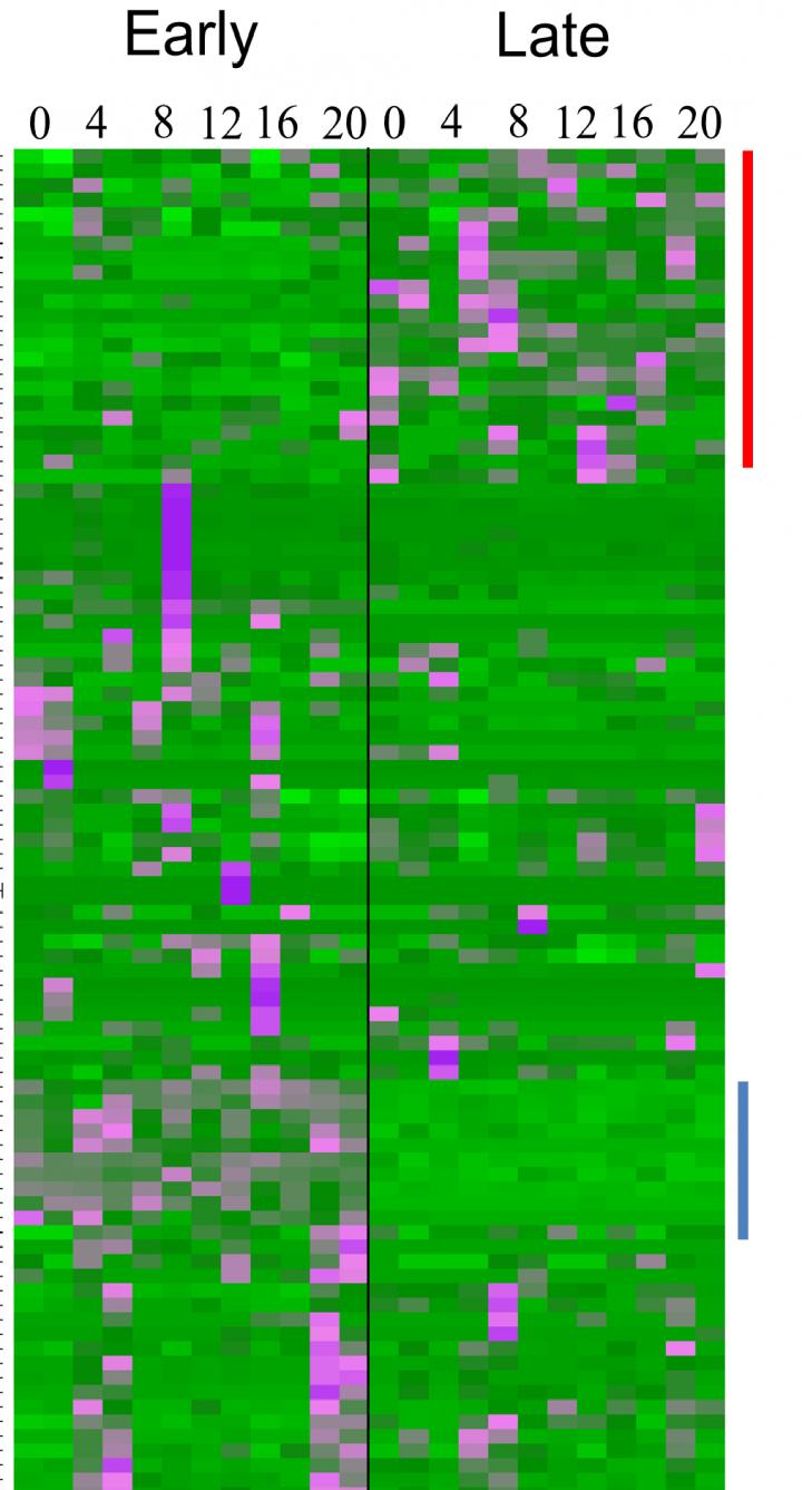 Color Plot