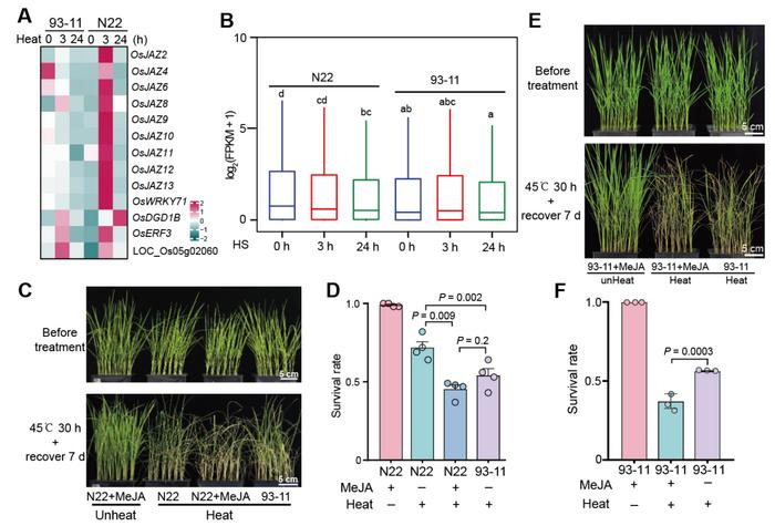 Understanding how rice tolerates heat stress