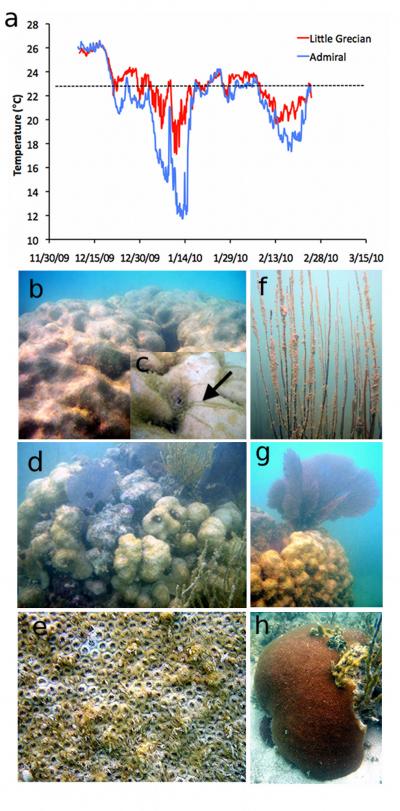 Coral Damage 2007
