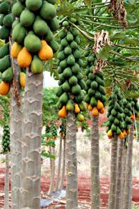 Papaya Plant