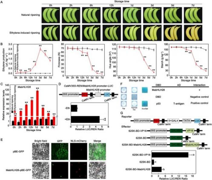 Physiological changes of banana fruit and molecular characterization of MabHLH28.