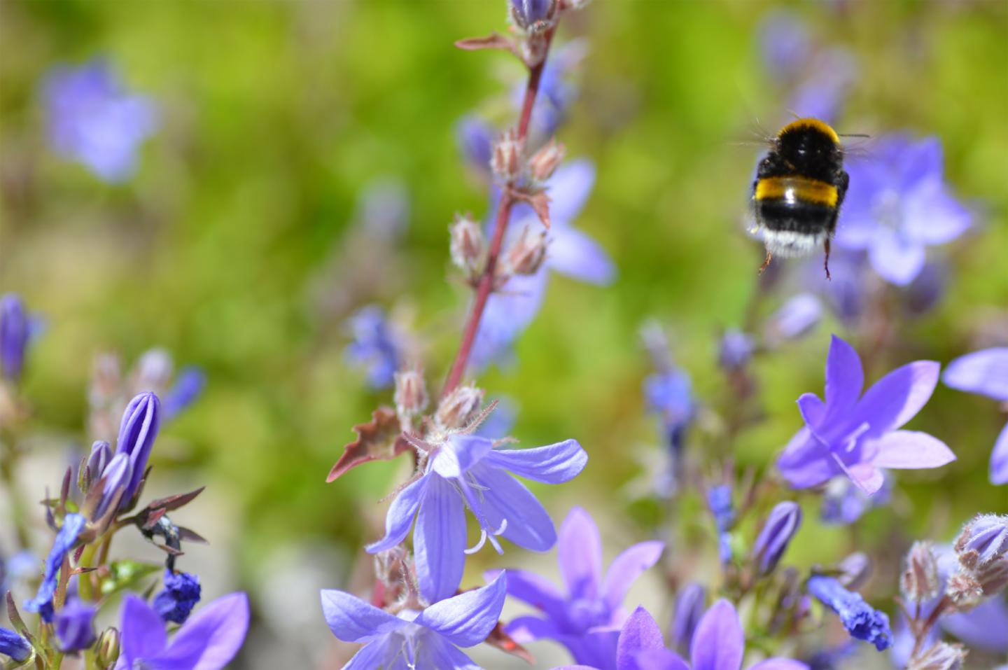 A bumblebee flying within shrubs