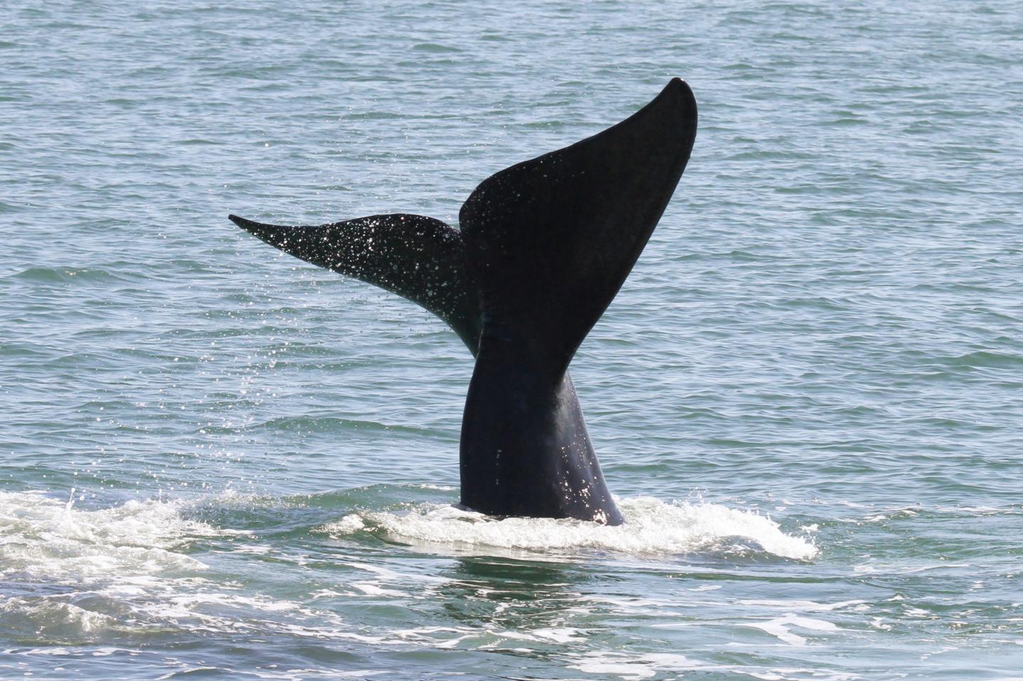 North Atlantic Right Whale