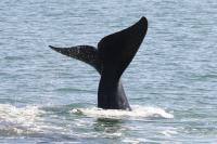 North Atlantic Right Whale