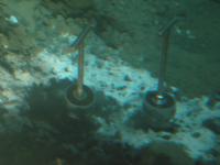 Microbial Mat