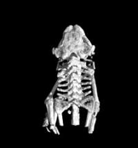 Tomography with the Compact Light Source