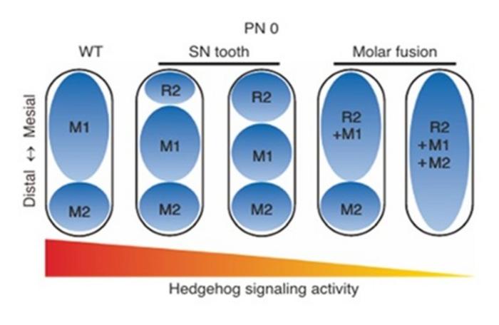 Hedgehog Signaling Shapes Tooth Pattern Formation