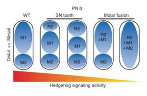 Hedgehog Signaling Shapes Tooth Pattern Formation