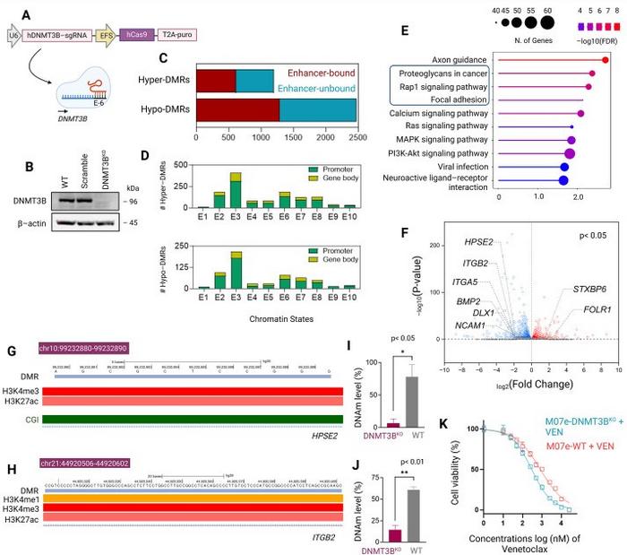 Functional impact of DNMT3B knockout on DNA methylation, gene expression, and drug sensitivity in M07e cells.