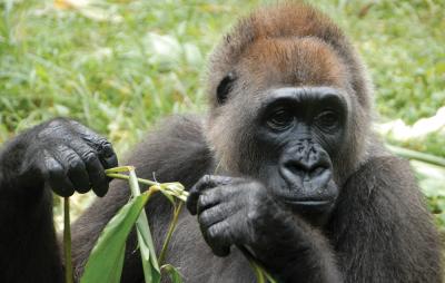 Gorilla