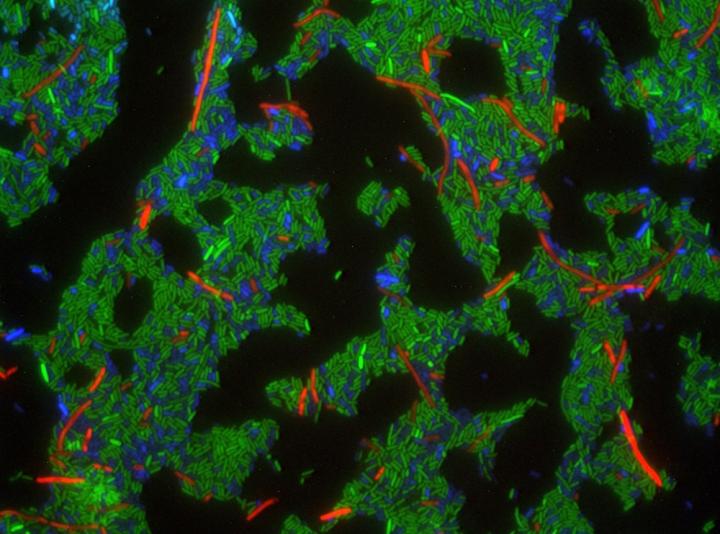 Cells Targeting