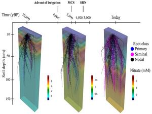 evolution of maize root types