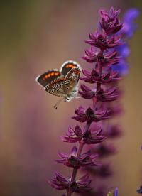 Insect pollination of plants is an irreplaceable service to people