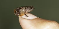 Vijayan's Night Frog