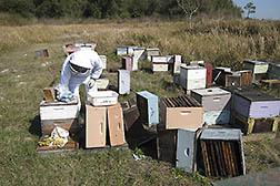 Beekeeper Working Managed Bee Colonies