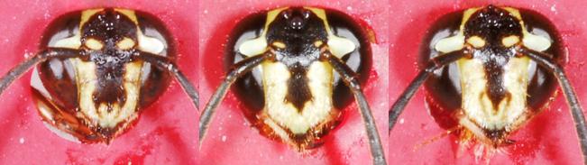 Wasp Faces