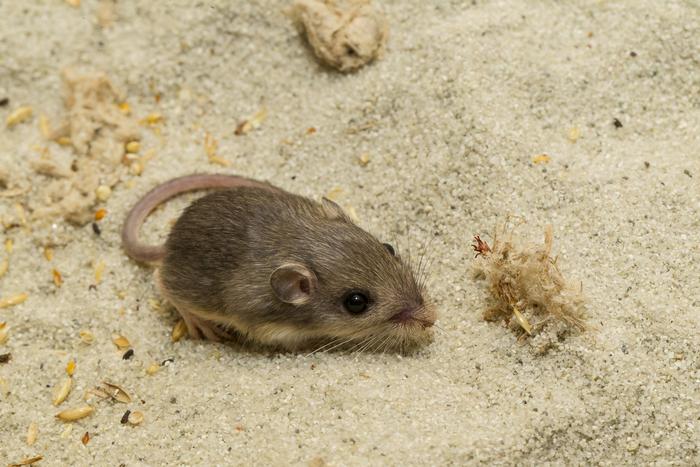 Pacific pocket mouse