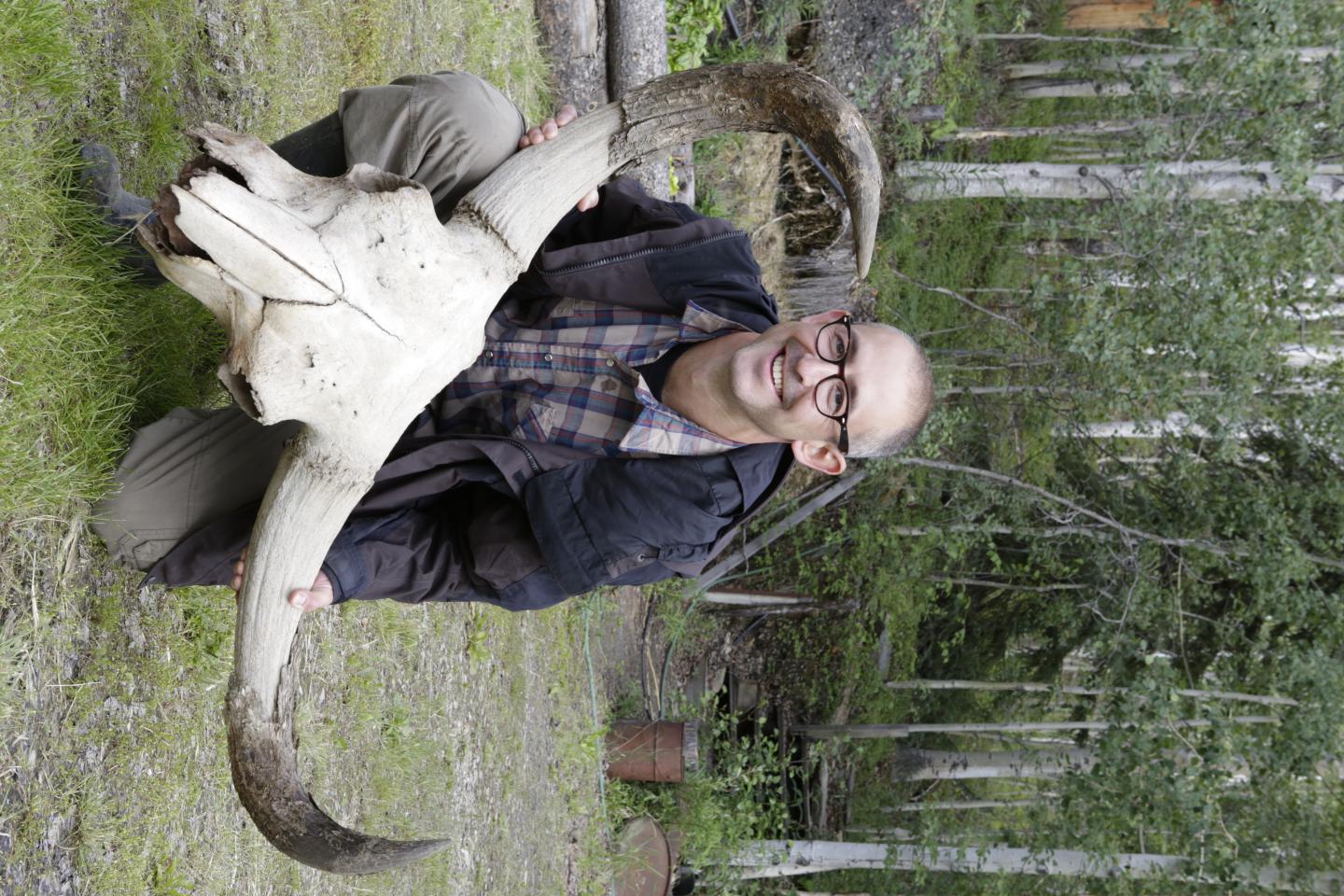 Steppe Bison Skull