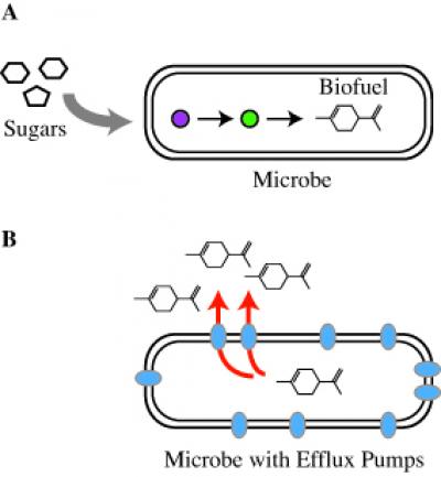 Microbial Efflux Pumps