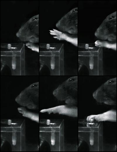 Therapy Restores Motor Control in Rats after Stroke (3 of 5)