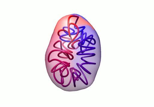 3-D Model of the M. Pneumoniae Genome