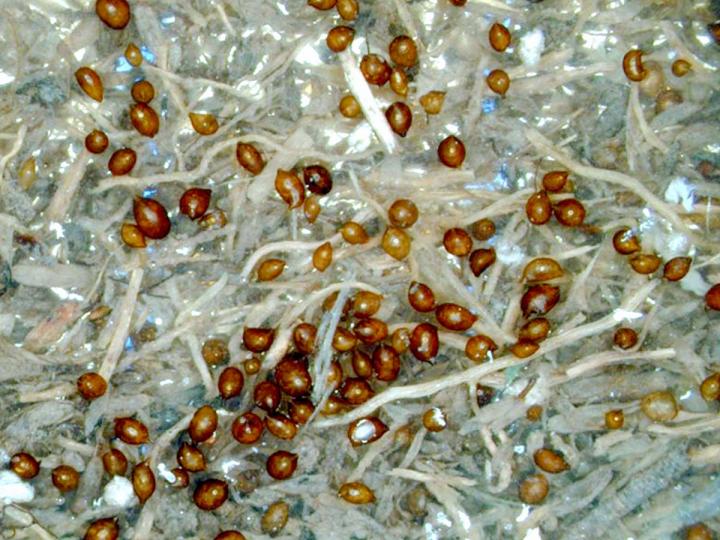 SCN Cysts
