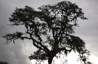 Tropical Tree