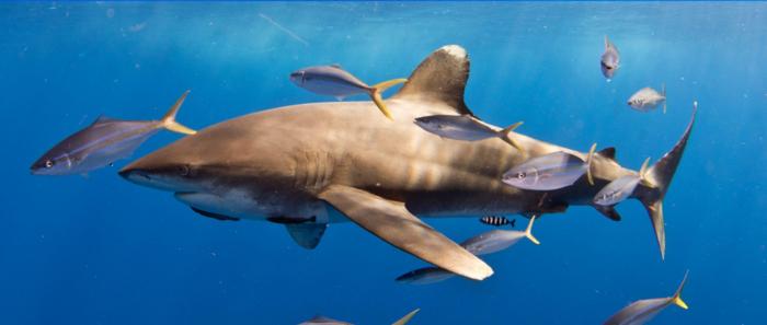 Female oceanic whitetip shark