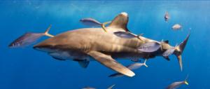 Female oceanic whitetip shark
