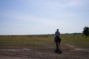 Overlooking a herd of sheep in central Eurasia