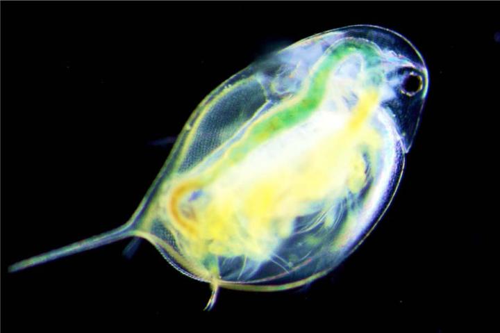 Daphnia Pulex