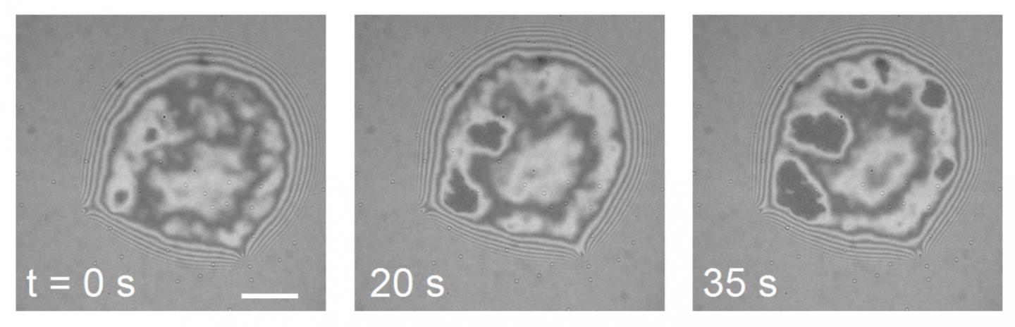 Snapshots Showing Cell-Cell Contacts