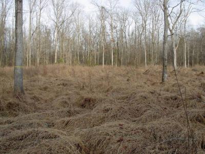 Microstegium