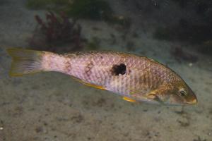 A female spotty/paketi (an endemic species of wrasse) in the Gemmell Lab at the University of Otago. Credit: Gemmell Lab