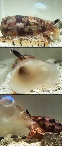 Fish-Hunting Cone Snails that Use Insulin for Prey Capture (1 of 2)
