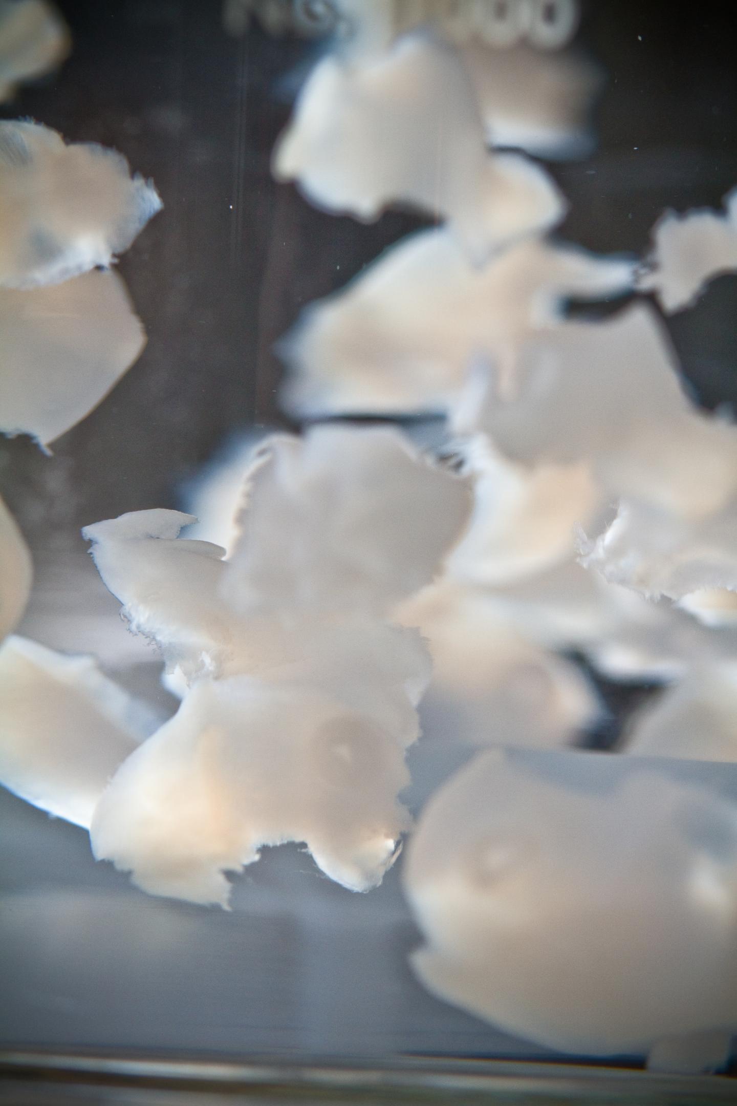 Extra Cellular Matrix Extraction Close Up